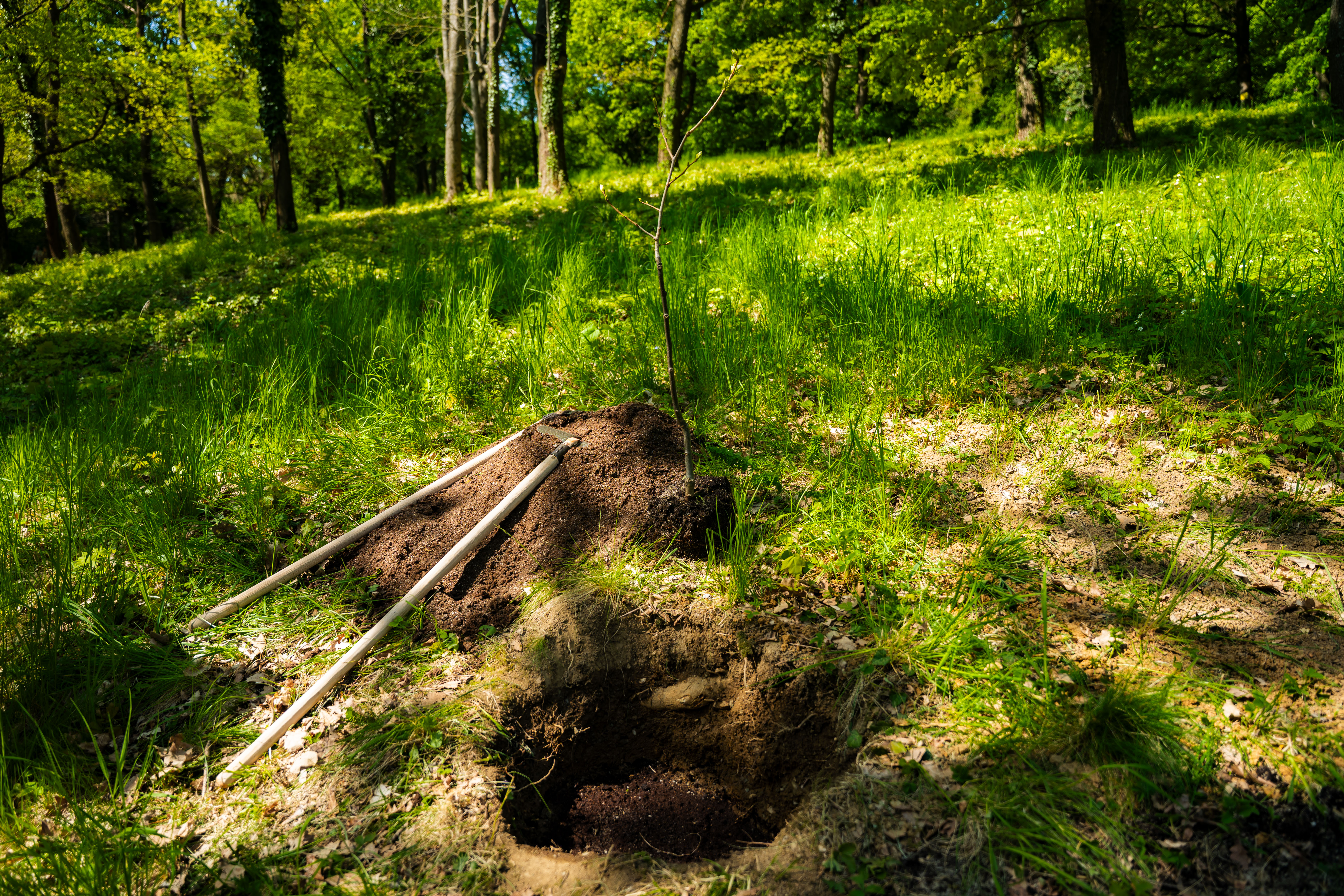 Slavnostne zasadenie stromu do Aleje vyznamnych osobnosti Botanickej zahrady UPJS-1-13